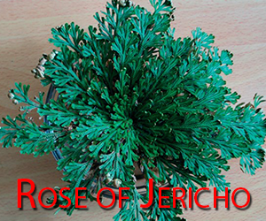 Rose-of-Jericho