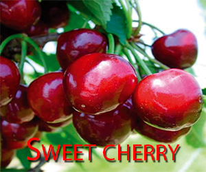 Sweet-cherry